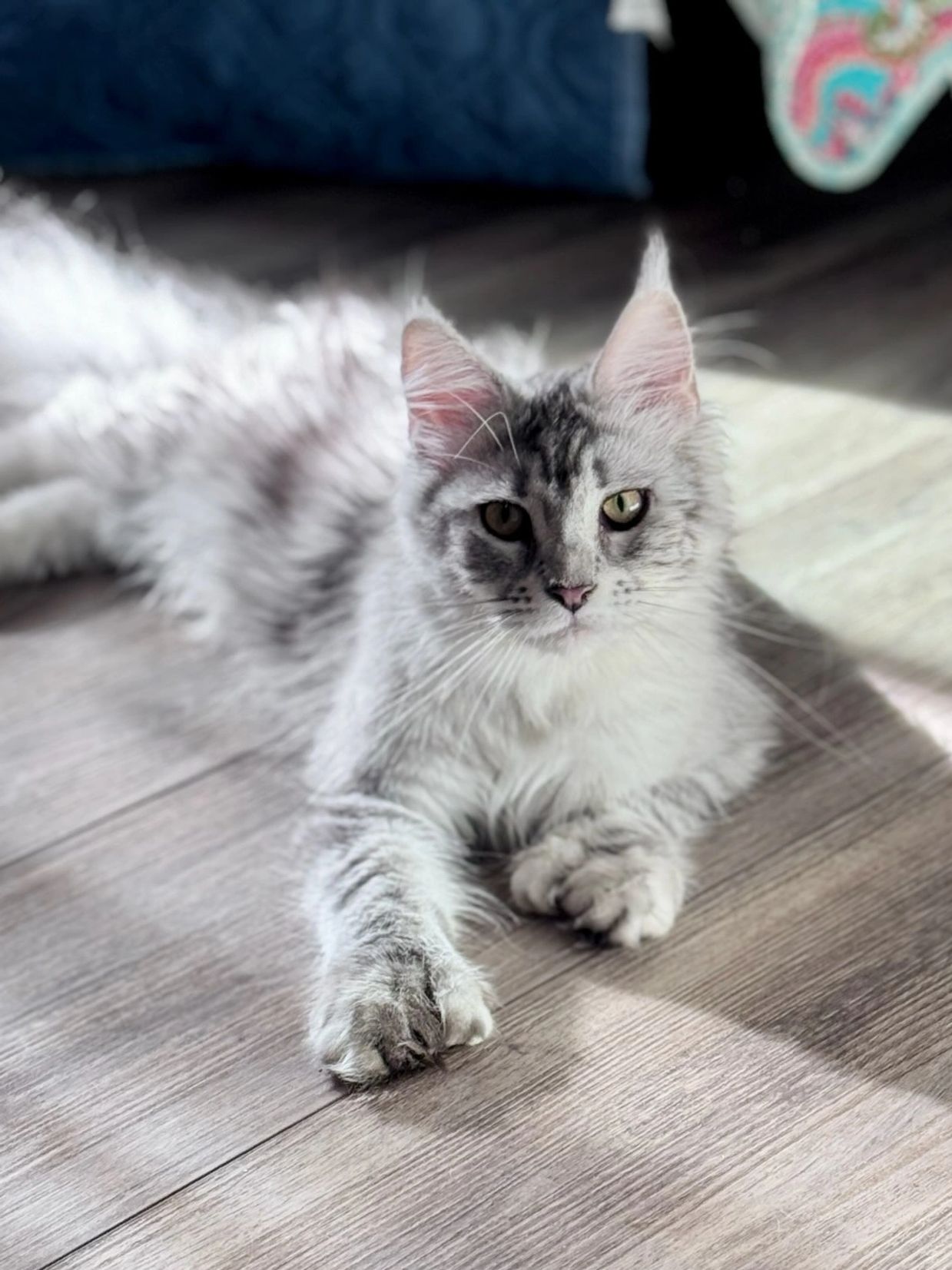 Maine Coon