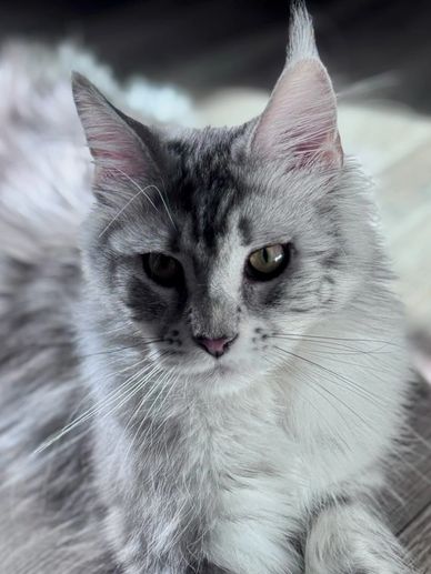 A fluffy silver tabby cat with striking green eyes relaxing on a wooden floor.