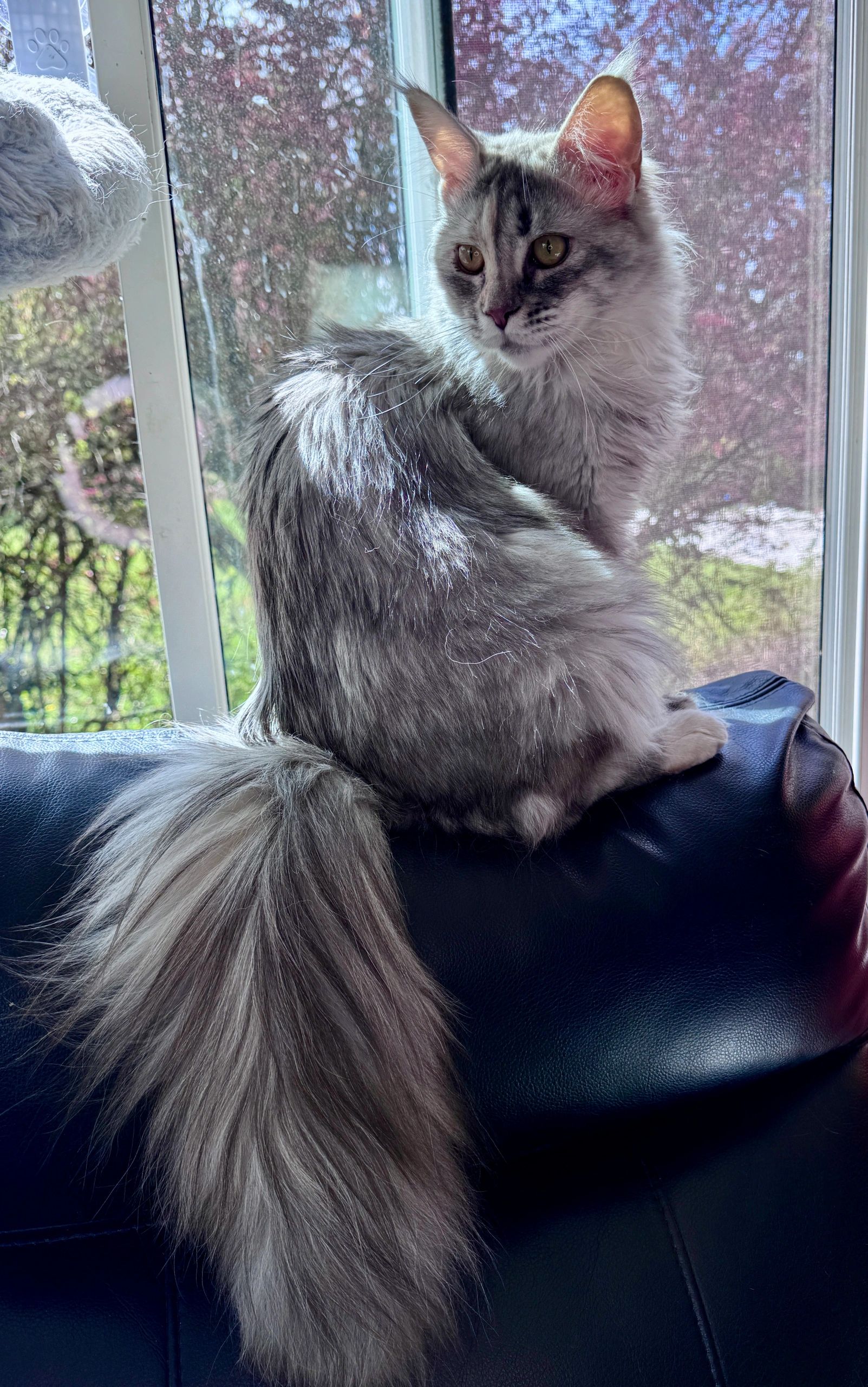 Fluffy gray cat with a long tail sits on a black leather surface by a window.