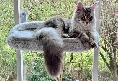 Looking for a trusted Maine Coon breeder in Renton, WA? Bastet Maine Coons has home-raised kittens.