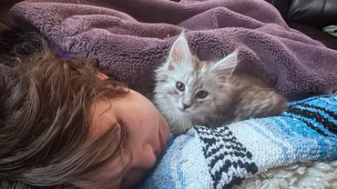 Maine Coons getting socialized