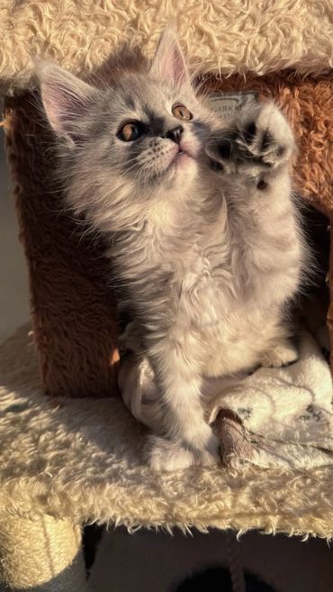 Hello