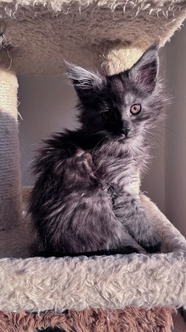 Maine Coons