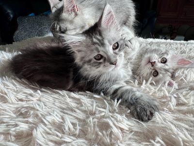Maine Coon Kittens For Sale In Seattle WA