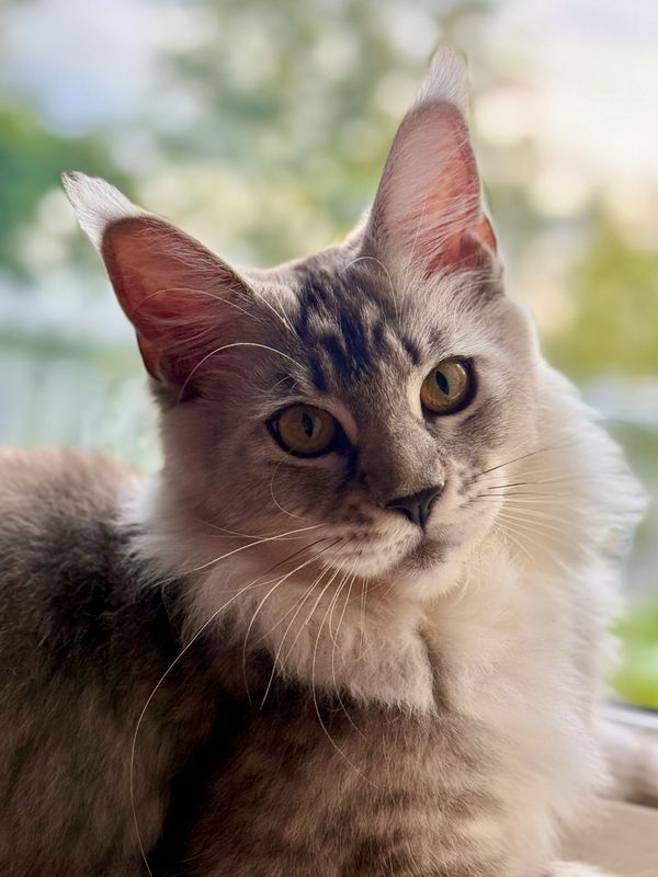 Maine Coon Kittens. Maine Coon Breeders In Seattle.