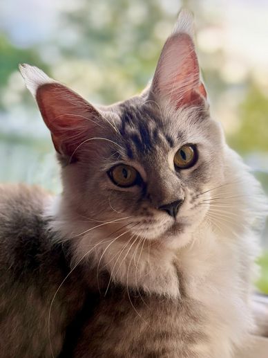 Maine Coon Kittens. Maine Coon Breeders In Seattle.