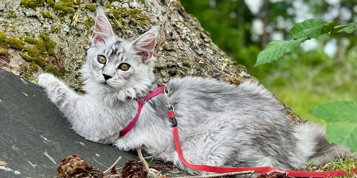 Maine Coon Kittens. Maine Coon Breeders In Seattle.