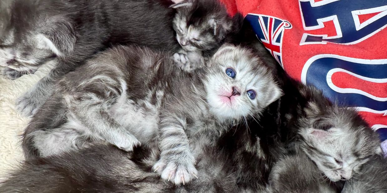 Maine Coon kittens for sale Seattle