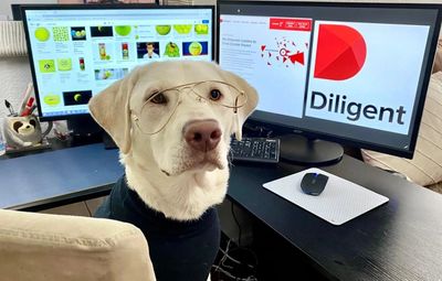 Pure breed white dudley labrador retriever with glasses on in front of computer screens, research.