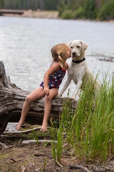 kindergarten girl with pig tails kissing a white pure breed AKC labrador retriever puppy