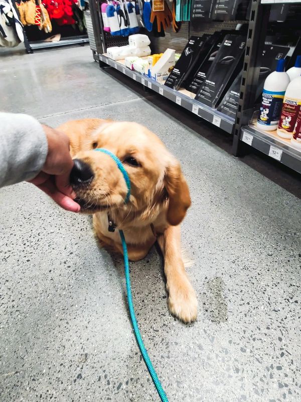 Ibex Canine Training & Behaviour Dog Training, Werribee, Point Cook