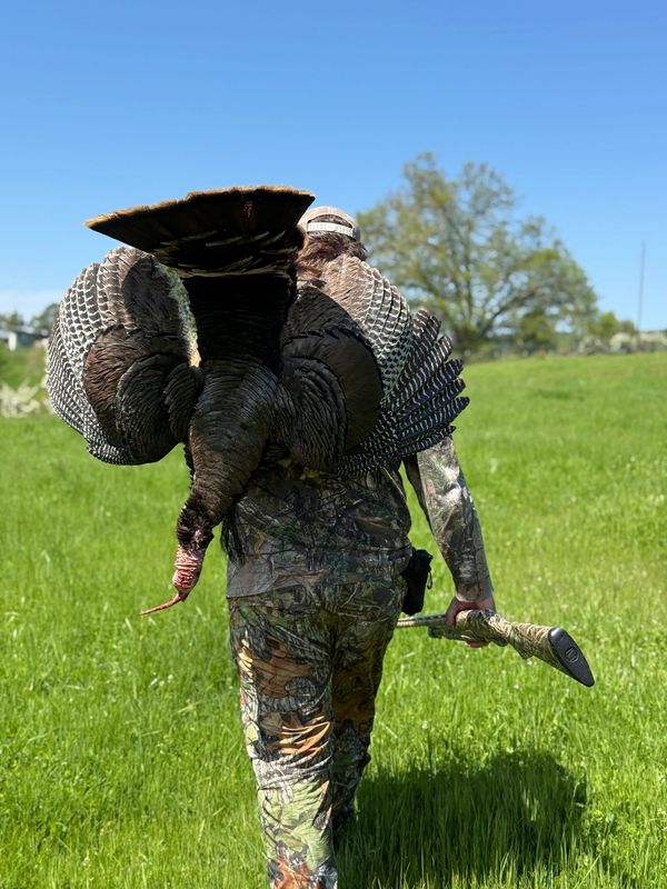 Hunter carrying a wild turkey over his shoulder in a green field.