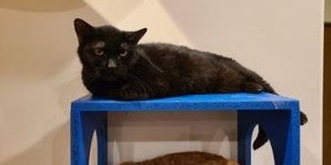 Hadley Home for Wayward Cats