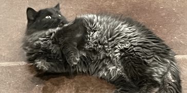 Hadley Home for Wayward Cats