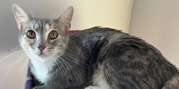 Hadley Home for Wayward Cats