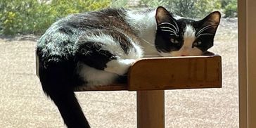 Hadley Home for Wayward Cats