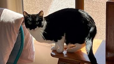 Hadley Home for Wayward Cats