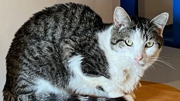 Hadley Home for Wayward Cats