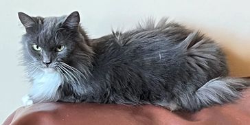 Hadley Home for Wayward Cats