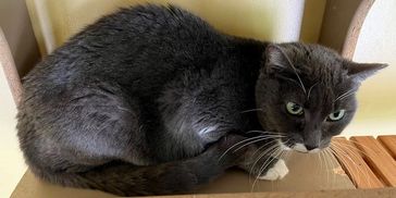 Hadley Home for Wayward Cats