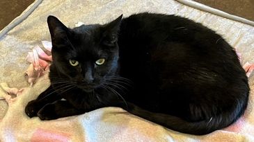 Hadley Home for Wayward Cats