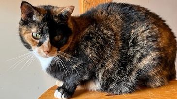 Hadley Home for Wayward Cats