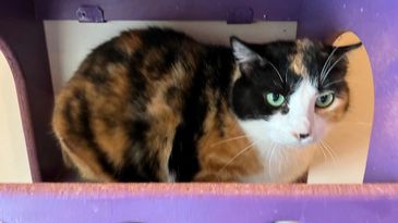 Hadley Home for Wayward Cats