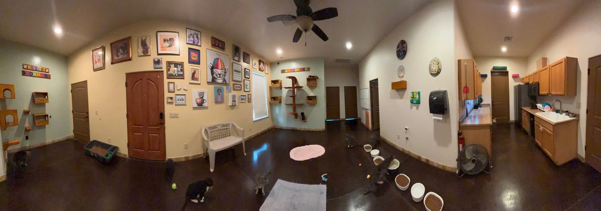 Hadley Home for Wayward Cats