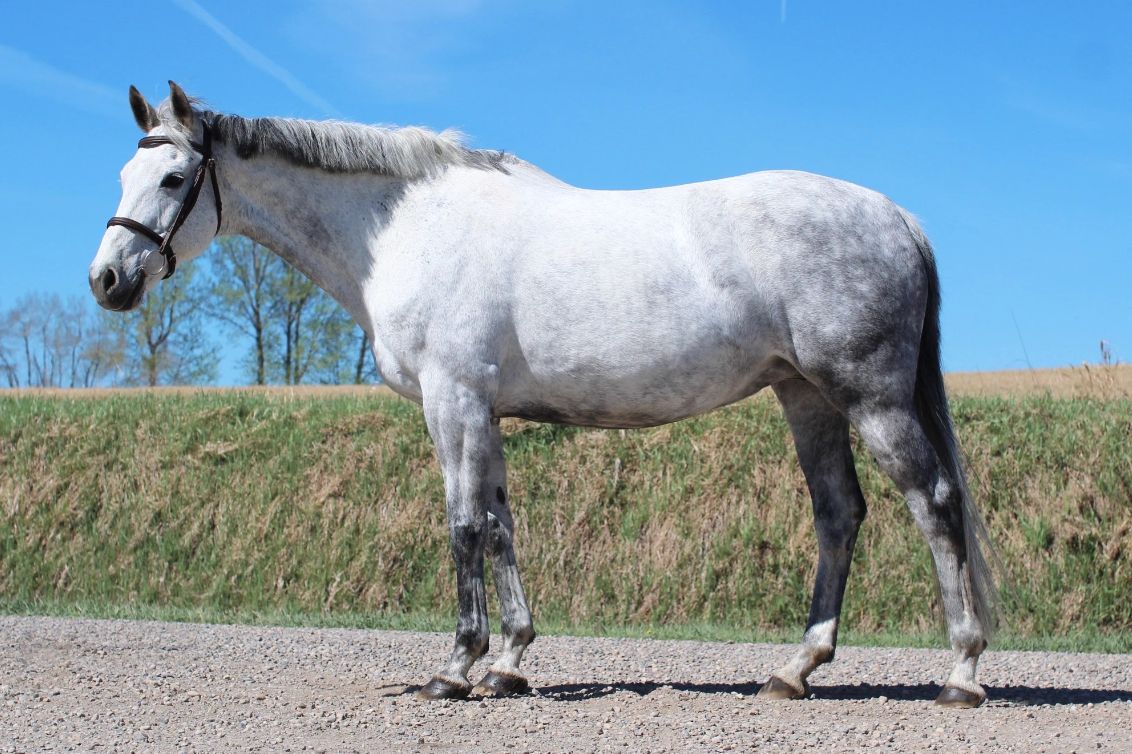Gray horse standing on gravel with blue sky.