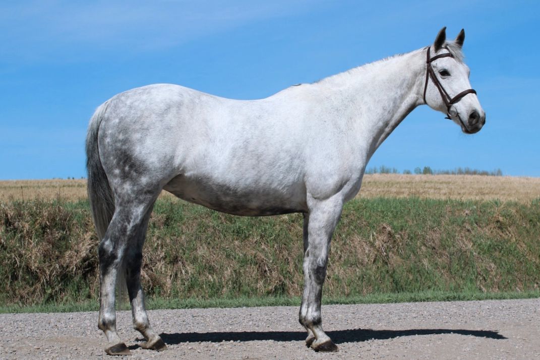 A white horse standing on a dirt road.
