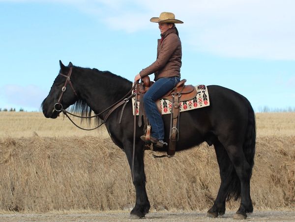 Photo of the sales horse Ferari, a registered Canadian gelding.