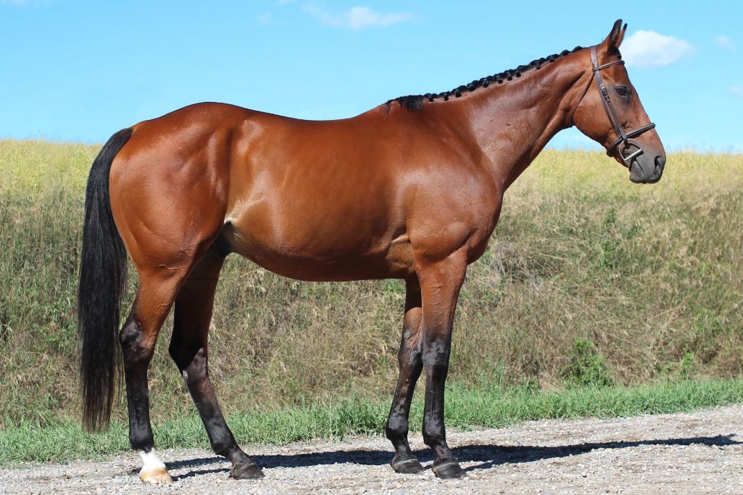 A bay horse standing on gravel with braided mane.