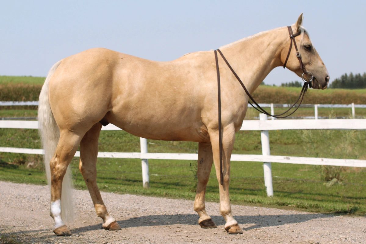 A light brown horse with a bridle standing outdoors.