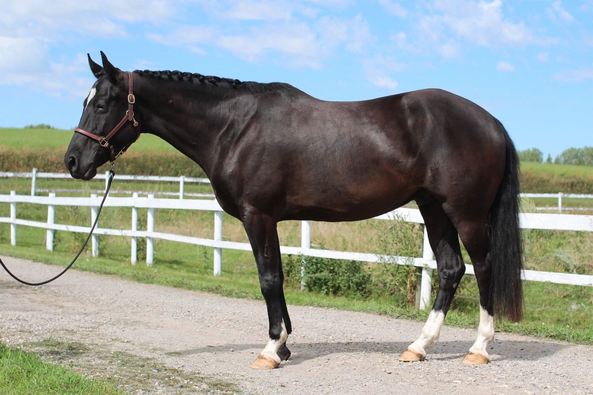 A shiny black horse standing on a dirt path with a white fence in the background.
