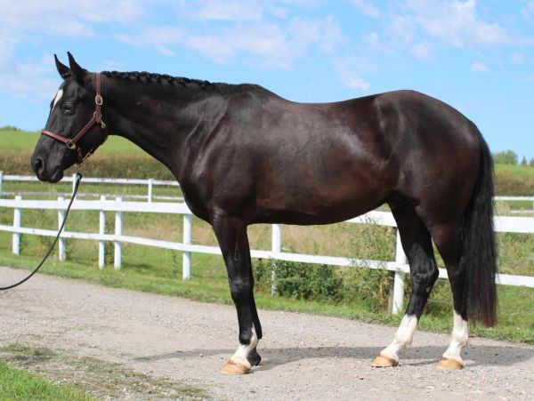 Black horse with braided mane standing on a gravel path.
