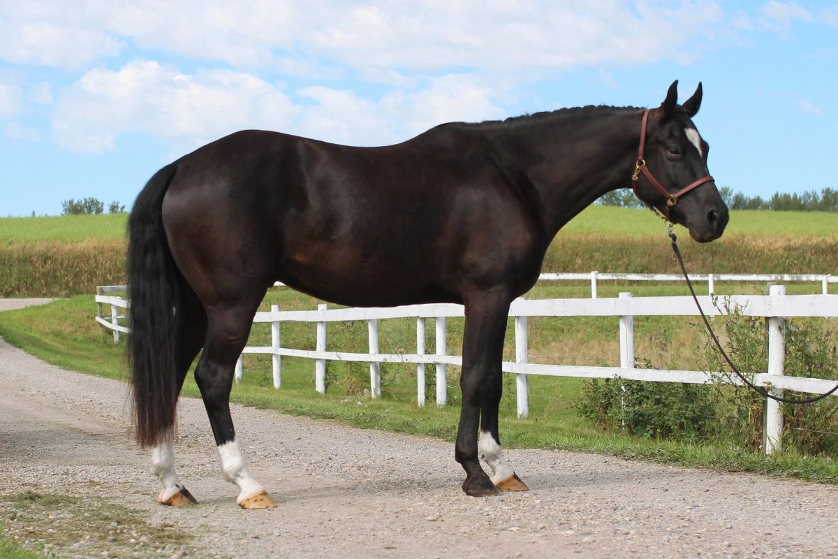 Black horse standing beside a white fence.