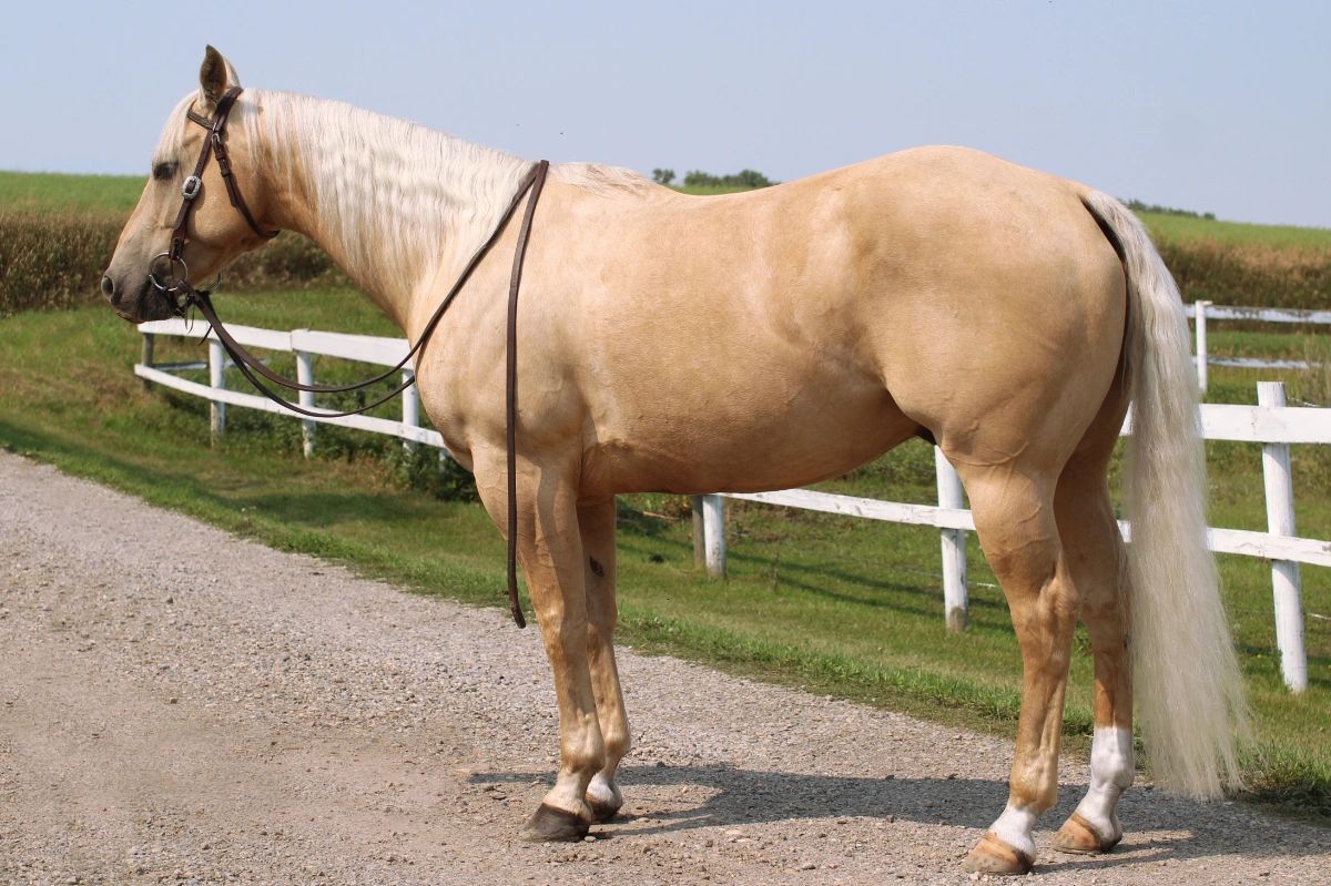 Light brown horse standing on a gravel path near a white fence.