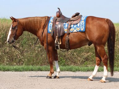 A brown horse with a saddle and bridle.