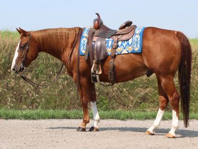 A brown horse with a saddle and blue blanket.