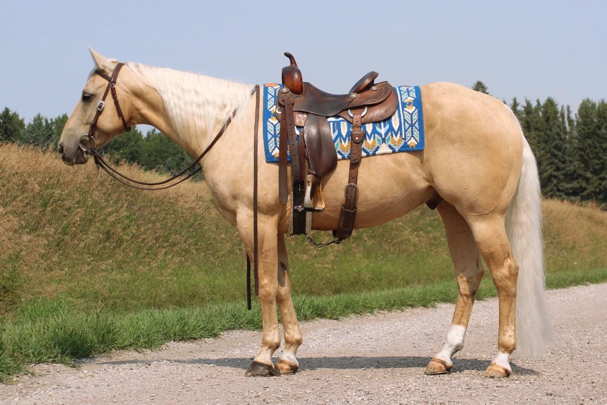 Light brown horse with saddle standing on a dirt path.