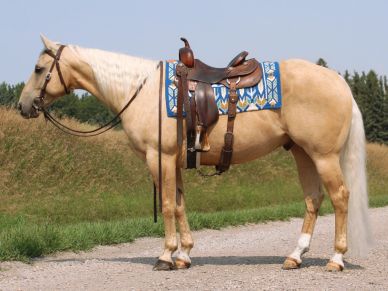 A palomino horse with western saddle and blue saddle pad.