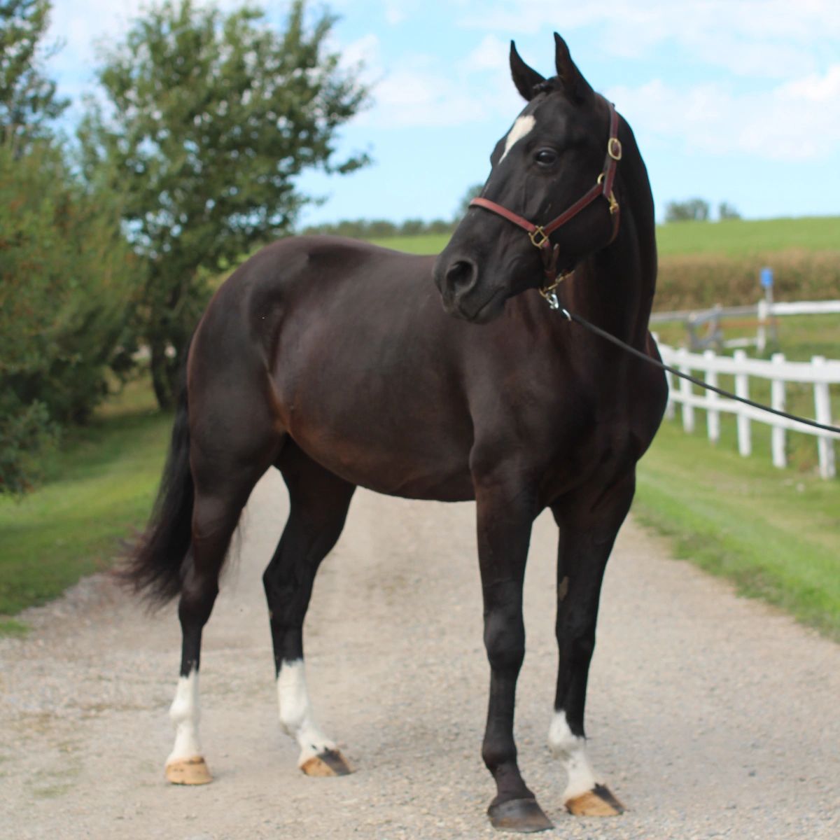 A black horse standing on a gravel path.