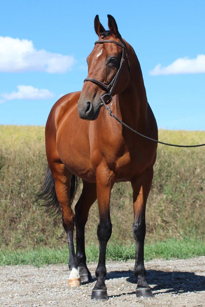 A brown horse standing outdoors with a clear sky background.