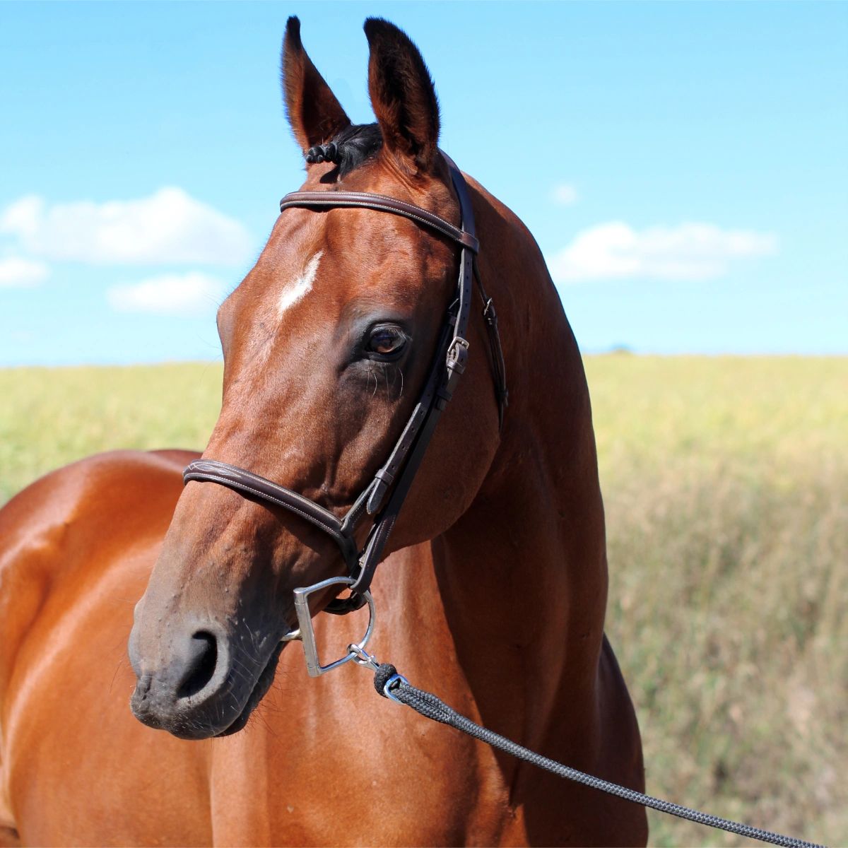 Close-up of a brown horse head with a bridle.