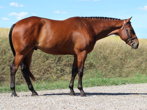 Brown horse standing on gravel road with braided mane.