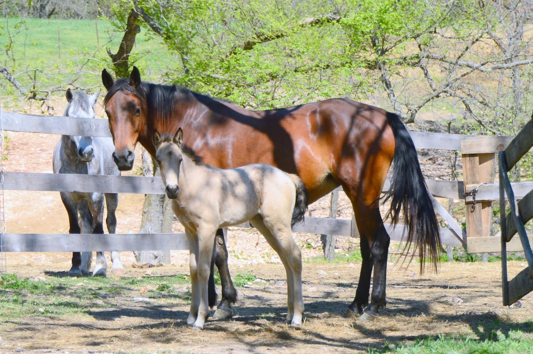 Reasons Rescue Ranch Horse Rescue Sanctuary, Animal Rescue