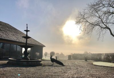 early morning sky
fountain 
peacock
