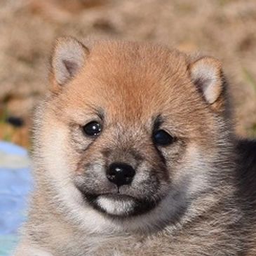 Perfect Puppies 4 You