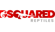 DSQUARED Reptiles