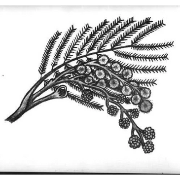 Hand drawn botanical illustration for advertising created by graphic artist Lee Maverick.